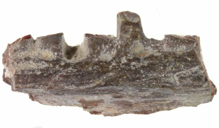 Ophiacodon (Permian Synapsid) Jaw Section - Texas #42971